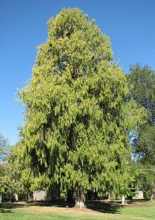 Cupressus funebris 02.jpg