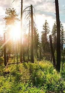 Myra Bellevue Provincial Park at sundown.jpg