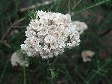 Ozothamnus diosmifolius flowers.jpg