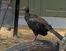 Penelope jacquacu01.jpg