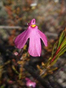 Utricularia multifida in Alison Baird Reserve.jpg
