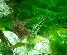 Variable triplefin.JPG