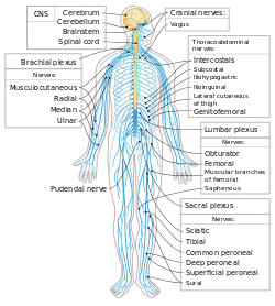 Nervous system diagram-en.svg