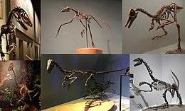 Maniraptora Diversity.jpg