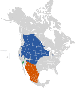 Xanthocephalus map.svg
