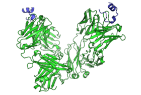 Peptide bound to Rituximab FAB.png