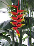 Heliconia rostrata, Osaka, Japan - 20080614-01.jpg