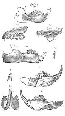 American Jurassic Mammals plate VII.jpg