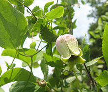Clematis versicolor.jpg