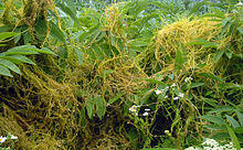 Cuscuta europaea bgiu.jpg