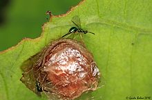 Eggs mass of a Tortoise beetle being parasited by Chalcid wasps (4998907867).jpg