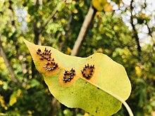 Gymnosporangium sabinae om Pyrus leave.jpg