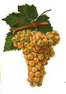 Marsanne viala et vermorel.jpg