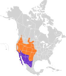 Phalaenoptilus nuttallii map.svg