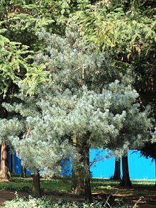 Pinus wangii - Kunming Botanical Garden - DSC02739.jpg