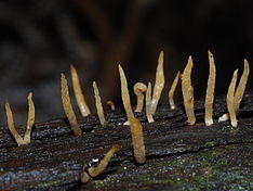 Calocera cornea 38121.jpg