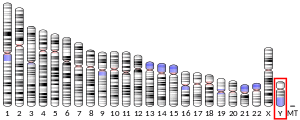 Y chromosome (human)