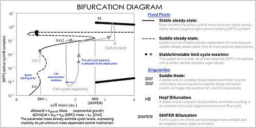 Cell cycle bifurcation diagram.jpg