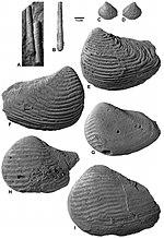 Tendaguru Formation - invertebrates.jpg