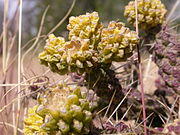 Cylindropuntia whipplei frs 2005-10-12.jpg
