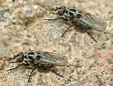 Anthomyia pluvialis01.jpg