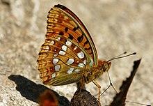 Argynnis-adippe-01.jpg