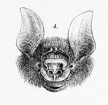 Aselliscus tricuspidatus.jpg