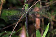 Black-kneed duskhawker (Gynacantha bullata) female.jpg