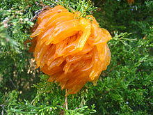 Cedar-apple rust 2.jpg