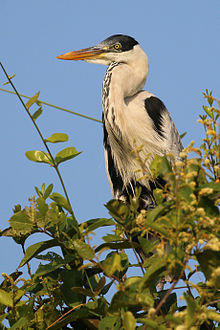 Cocoi heron (Ardea cocoi) Pantanal.JPG