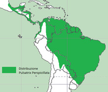 Distribuzione Pulsatrix Perspicillata.png