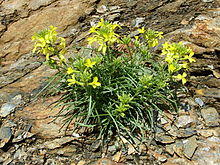 E.nevadense.jpg