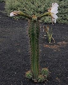 Echinopsis lageniformis flowering 06 (cropped).jpg