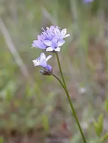 Gilia achilleifolia NPS.jpg
