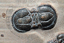 Itagnostus interstrictus (White, 1874) - 8 mm 1.JPG