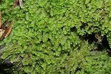 Jungermannia hyalina (a, 113308-471324) 2392.JPG