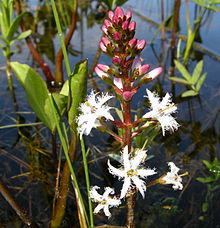 Menyanthes trifoliata Bukkeblad.JPG