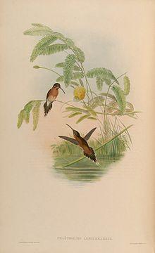 MonographTrochi1Goul 0264.jpg