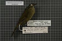 Naturalis Biodiversity Center - RMNH.AVES.37516 1 - Pycnonotus masukuensis roehli (Reichenow, 1905) - Pycnonotidae - bird skin specimen.jpeg