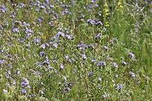 Phacelia tanacetifolia 7864.JPG
