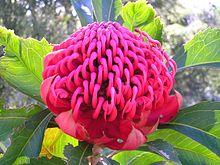 Telopea speciosissima suellen.JPG