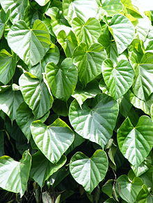Tinospora cordifolia.jpg