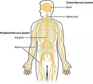 1201 Overview of Nervous System.jpg