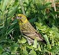Serinus serinus (Madrid, Spain) 010.jpg