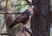 Forest Buzzard, Buteo trizonatus, at Hangklip Forest, Makhado, Limpopo Province, South Africa (20761505461).jpg