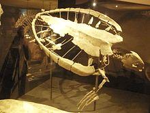 Allopleuron hoffmanni 13.jpg