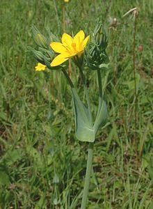 Blackstonia perfoliata1.jpg