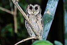 Collared Scops Owl(Otus lettia) by Jack Walf .jpg