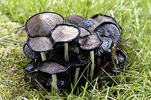 Coprinopsis atramentaria 3 - Lindsey.jpg