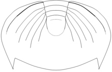 Dikelocephalus minnesotensis pygidium draw.png